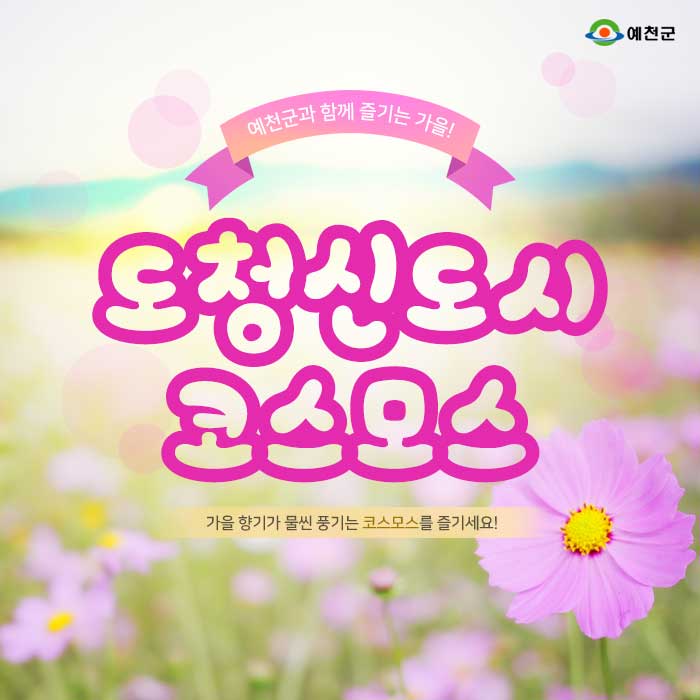 1.예천군은 지금 코스모스 홀릭~